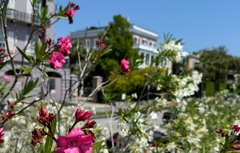 Pink and white flowers blooming in the foreground, with stately homes in the background and a bright blue sky overhead. Photo from the Battery promenade along the ocean in Charleston, SC.